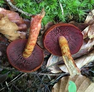 Blutblättriger Hautkopf, Foto 6