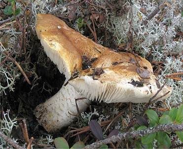 Sellerieritterling, Foto 2