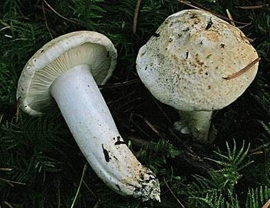 Sellerieritterling, Foto 3
