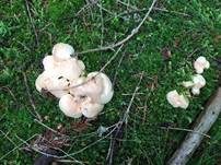 Semmelporling, Foto 33