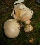 Semmelporling, Foto 9