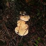 Semmelstoppelpilz, Foto 16