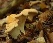Semmelstoppelpilz, Foto 19