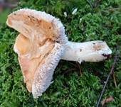 Semmelstoppelpilz, Foto 20