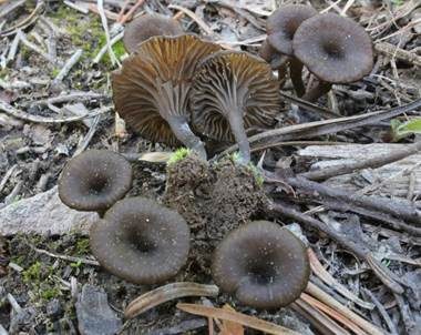 Sepiabrauner Adermoosling, Foto 2