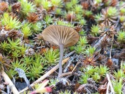 Sepiabrauner Adermoosling, Foto 3