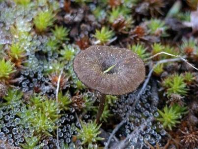 Sepiabrauner Adermoosling, Foto 4