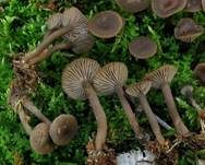Sepiabrauner Adermoosling, Foto 5