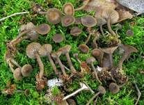 Sepiabrauner Adermoosling, Foto 6