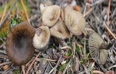 Sepiabrauner Adermoosling, Foto 8
