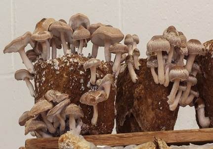 Shiitake, Foto 2