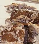 Shiitake, Foto 12