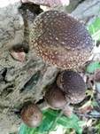 Shiitake, Foto 15