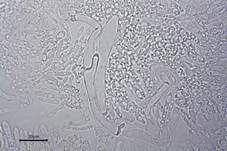 Shiitake, Foto 19