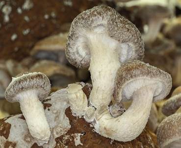 Shiitake, Foto 5