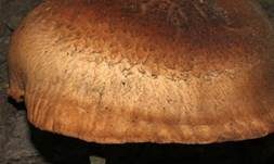 Shiitake, Foto 9