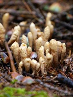 Sibirische Herkuleskeule, Foto 2