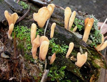 Sibirische Herkuleskeule, Foto 3