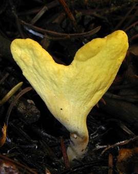 Sibirische Herkuleskeule, Foto 4