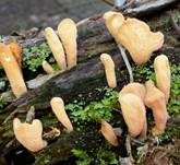 Sibirische Herkuleskeule, Foto 7