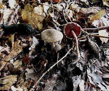 Blutblättriger Schirmling, Foto 2