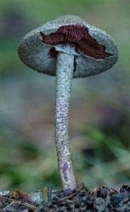 Blutblättriger Schirmling, Foto 4