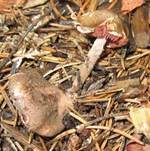 Blutblättriger Schirmling, Foto 6