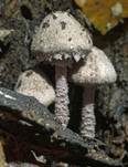Blutblättriger Schirmling, Foto 8