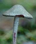 Blutblättriger Schirmling, Foto 10