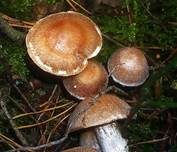 Silberfaser-Wasserkopf, Foto 6