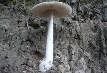 Silbergrauer Scheidenstreifling, Foto 19