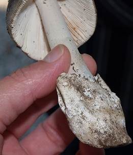 Silbergrauer Scheidenstreifling, Foto 4