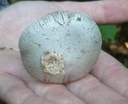 Silbergrauer Scheidenstreifling, Foto 23
