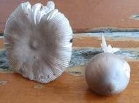 Silbergrauer Scheidenstreifling, Foto 24