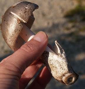 Silbergrauer Scheidenstreifling, Foto 5