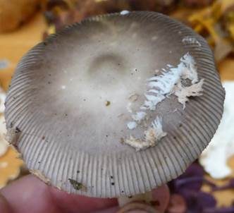 Silbergrauer Scheidenstreifling, Foto 6