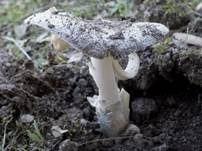 Silbergrauer Scheidenstreifling, Foto 7