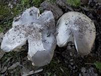 Silbergrauer Scheidenstreifling, Foto 8