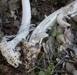 Silbergrauer Scheidenstreifling, Foto 10
