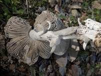 Silbergrauer Scheidenstreifling, Foto 11
