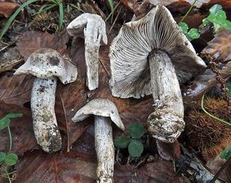 Silberritterling, Foto 2