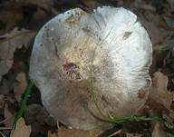 Silberritterling, Foto 9