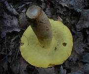 Silberröhrling, Foto 6