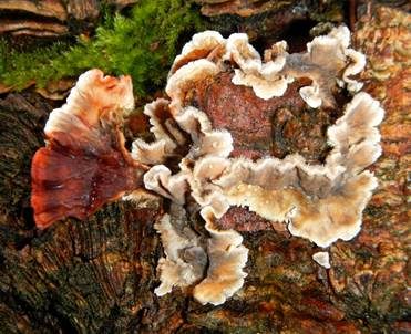 Blutender Nadelholzschichtpilz, Foto 2