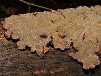 Blutender Nadelholzschichtpilz, Foto 12