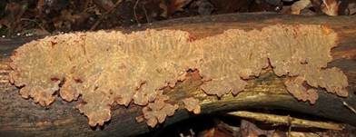 Blutender Nadelholzschichtpilz, Foto 13