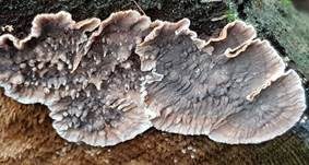 Blutender Nadelholzschichtpilz, Foto 21
