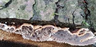 Blutender Nadelholzschichtpilz, Foto 22