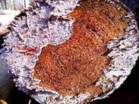 Blutender Nadelholzschichtpilz, Foto 7