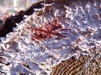 Blutender Nadelholzschichtpilz, Foto 8